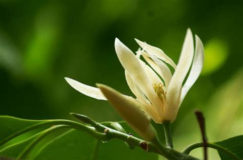 白兰花种植